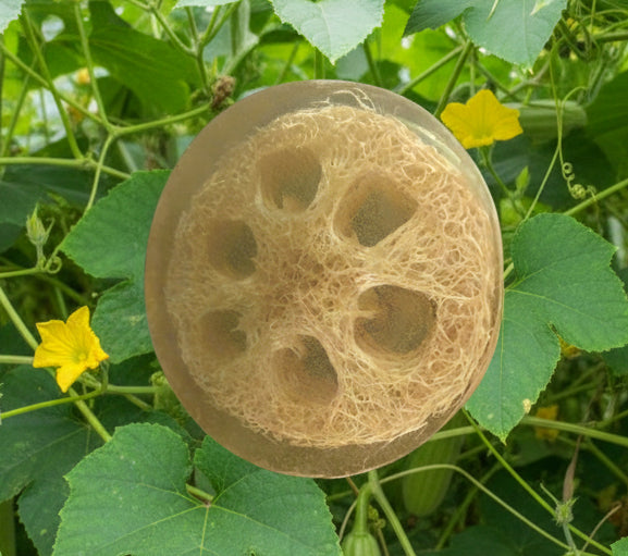 Exfoliating Olive & Aloe Loofah Soap